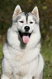 SIBERIAN HUSKY 893